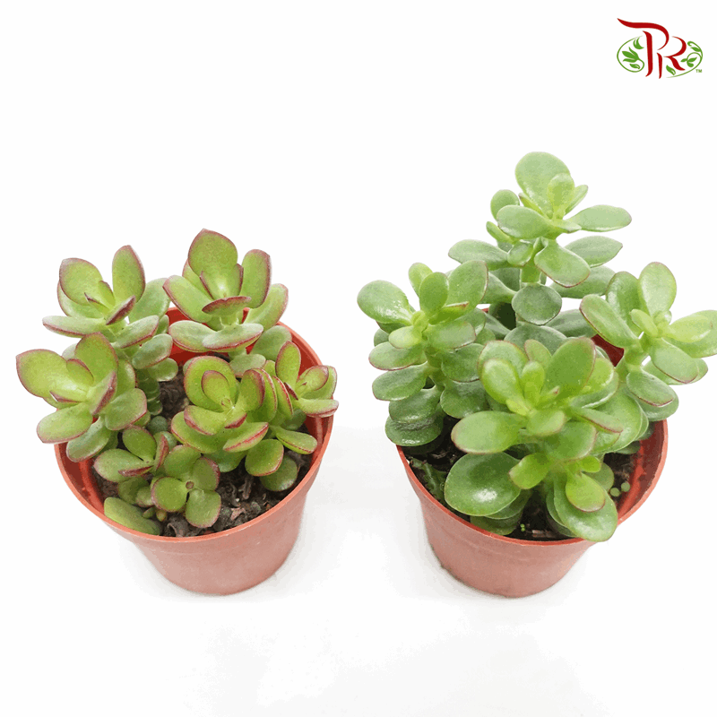 jade plant malaysia Crassula Ovata (Jade Plant) – P80 《玉树》 – Pudu Ria Florist