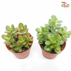 Crassula Ovata (Jade Plant) – P80  《玉树》