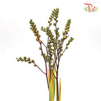 Croscomia Berry - Orange (Per Bunch)-Orange-China-prflorist.com.my