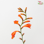 Croscomia Berry - Orange (Per Bunch)-Orange-China-prflorist.com.my