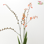 Croscomia Berry - Orange (Per Bunch)-Orange-China-prflorist.com.my