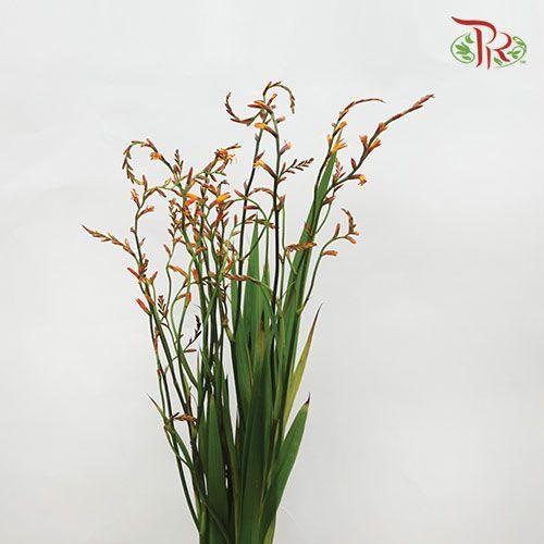 Croscomia - Orange (Per Bunch)-Orange-China-prflorist.com.my