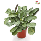 Ctenanthe Amargis《银纹竹芋》