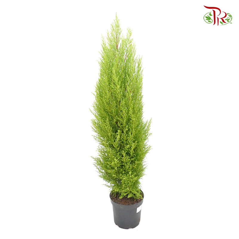 Cupressus Goldcrest - 110cm《金冠柏》-Pudu Ria Florist-prflorist.com.my