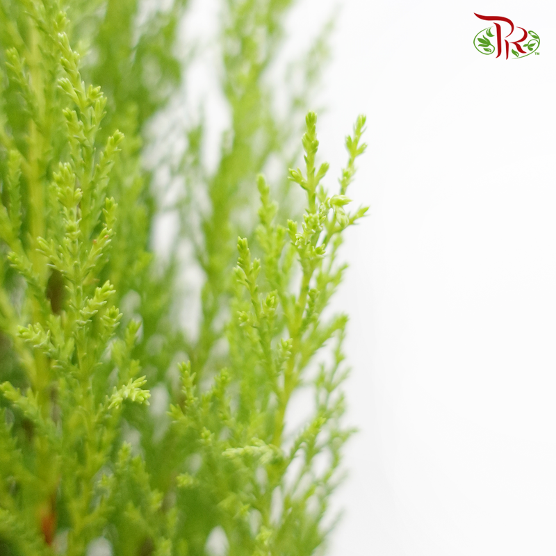 Cupressus Goldcrest - 110cm《金冠柏》-Pudu Ria Florist-prflorist.com.my