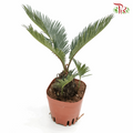 Cycas Revoluta 《苏铁》