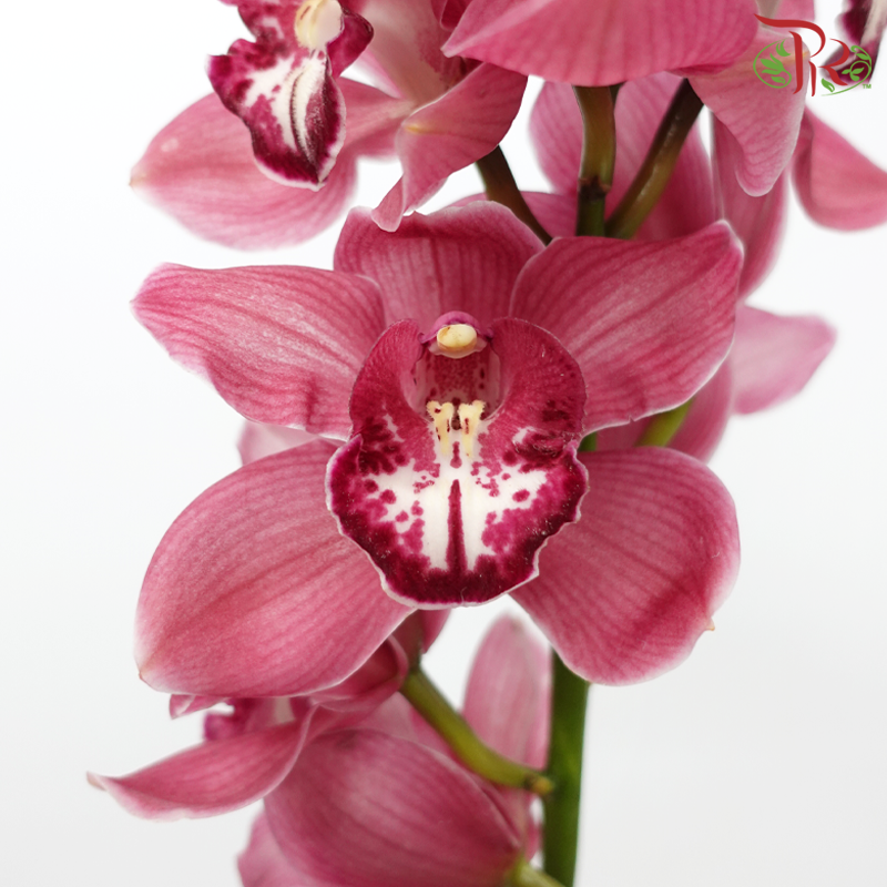 Cymbidium - Dark Pink (8-11 Blooms) (Per Stem)-Pink-Africa-prflorist.com.my