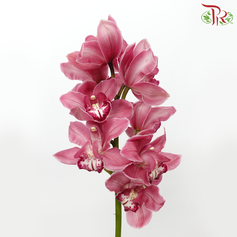 Cymbidium - Dark Pink (8-11 Blooms) (Per Stem)-Pink-Africa-prflorist.com.my