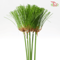 Cyperus Broom Leaf - (5 Stems)-Malaysia-prflorist.com.my