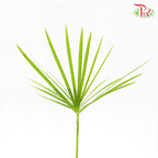 Cyperus Broom Leaf - (5 Stems)-Malaysia-prflorist.com.my