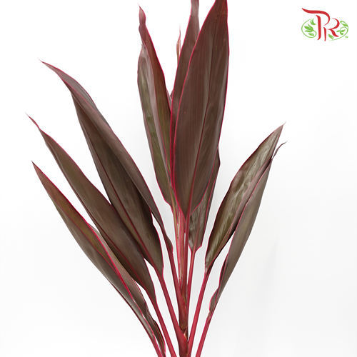 Snow Red - (Cordyline Red) - Pudu Ria Florist