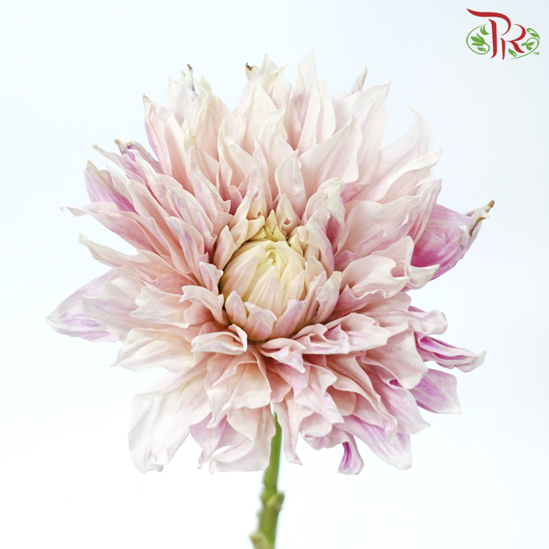 Dahlia Hybrida - Coffee Milk《牛奶咖啡大理花》 (Per Bunch)