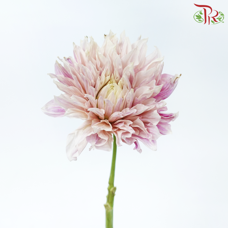 Dahlia Hybrida - Coffee Milk《牛奶咖啡大理花》 (Per Bunch)