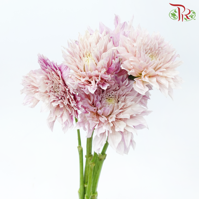 Dahlia Hybrida - Coffee Milk《牛奶咖啡大理花》 (Per Bunch)