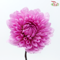 Dahlia Hybrida - Pink Lilac (Per Bunch)-Dark Pink-China-prflorist.com.my