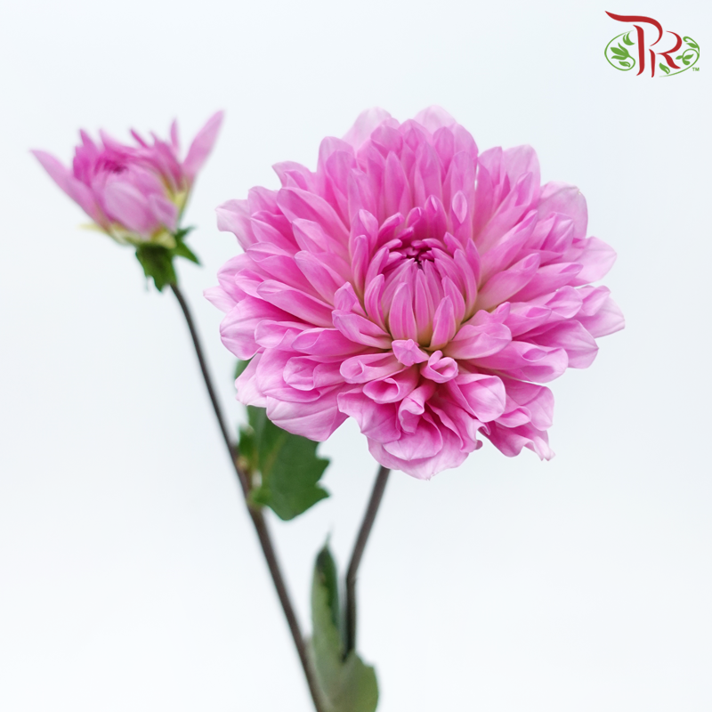 Dahlia Hybrida - Pink Lilac (Per Bunch)-Dark Pink-China-prflorist.com.my