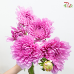 Dahlia Hybrida - Pink Lilac (Per Bunch)-Dark Pink-China-prflorist.com.my