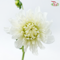 Dahlia Hybrida - White (Per Bunch)-White-China-prflorist.com.my