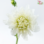 Dahlia Hybrida - White (Per Bunch)-White-China-prflorist.com.my