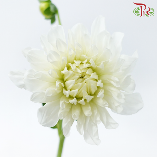 Dahlia Hybrida - White (Per Bunch)-White-China-prflorist.com.my