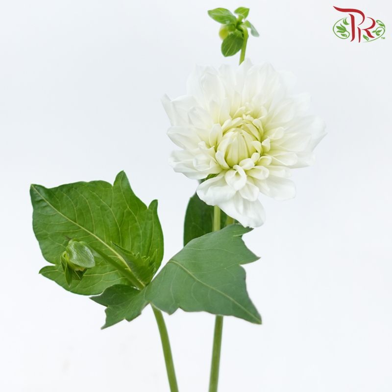 Dahlia Hybrida - White (Per Bunch)-White-China-prflorist.com.my