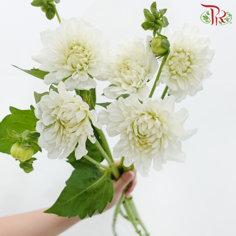 Dahlia Hybrida - White (Per Bunch)-White-China-prflorist.com.my