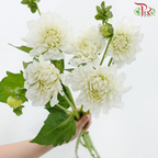 Dahlia Hybrida - White (Per Bunch)-White-China-prflorist.com.my