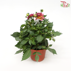 Danish Rose 105P《丹麦玫瑰》(Random Choose Color)