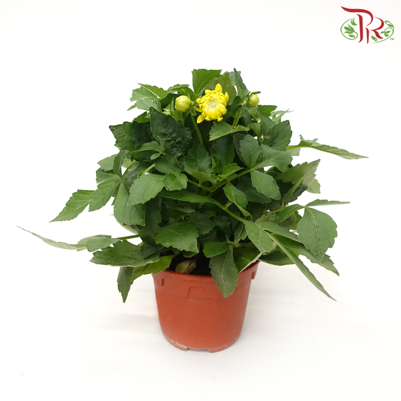 Danish Rose 105P《丹麦玫瑰》(Random Choose Color)