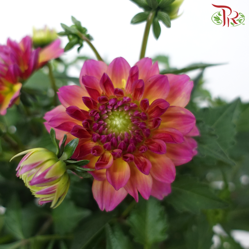 Dahlia P150《大理花》(Random Choose Colour)-Pudu Ria Florist-prflorist.com.my