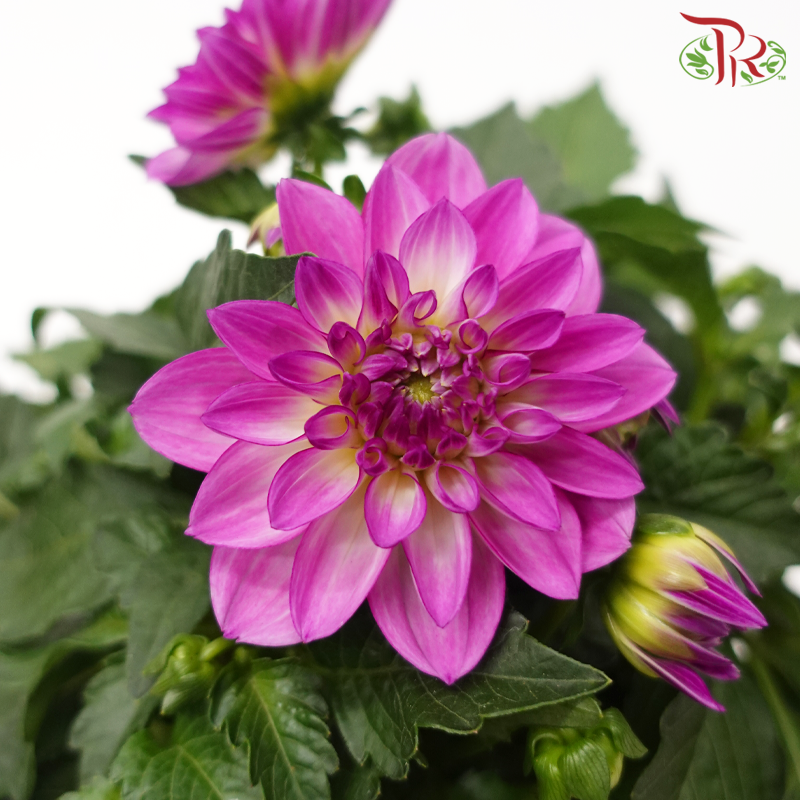 Dahlia P150《大理花》(Random Choose Colour)-Pudu Ria Florist-prflorist.com.my