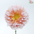 Dahlia - Pink With Inner Orange (Per Bunch)-Pink With Inner Orange-China-prflorist.com.my
