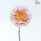 Dahlia - Pink With Inner Orange (Per Bunch)-Pink With Inner Orange-China-prflorist.com.my