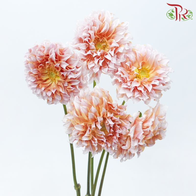 Dahlia - Pink With Inner Orange (Per Bunch)-Pink With Inner Orange-China-prflorist.com.my