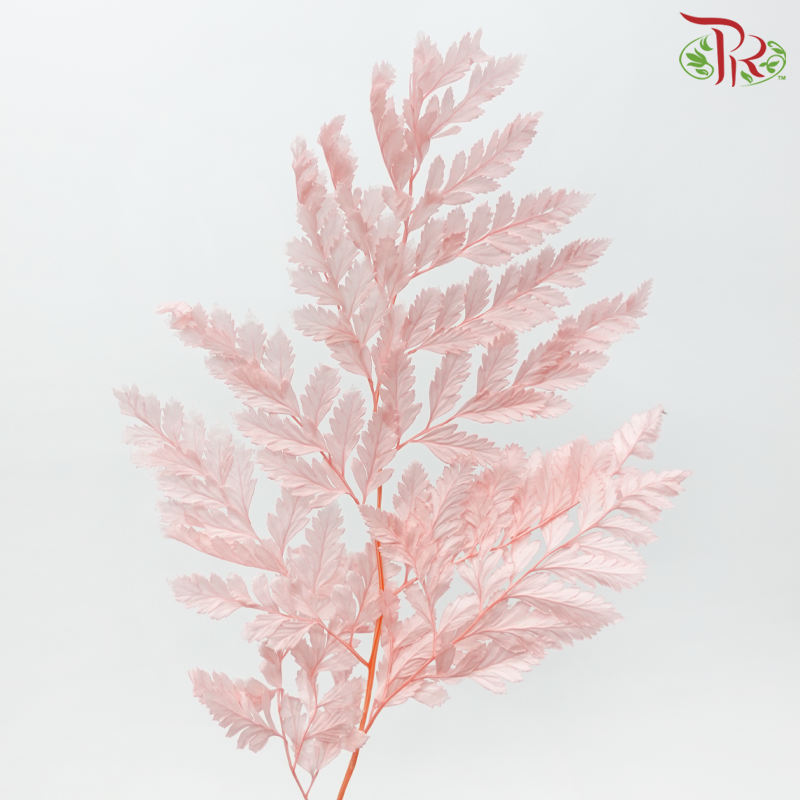 Davallia Fern Preservative - Light Pink (Per Bunch)-Pink-China-prflorist.com.my