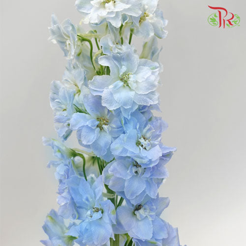 Delphinium (70-90cm) - Light Blue (5 Stems)-Blue-Kenya-prflorist.com.my