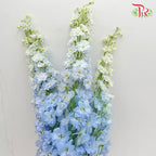 Delphinium (70-90cm) - Light Blue (5 Stems)-Blue-Kenya-prflorist.com.my