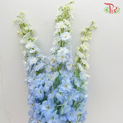 Delphinium (70-90cm) - Light Blue (5 Stems)-Blue-Kenya-prflorist.com.my