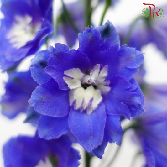 Delphinium Belladonna Dark Blue (5 Stems)-Blue-China-prflorist.com.my