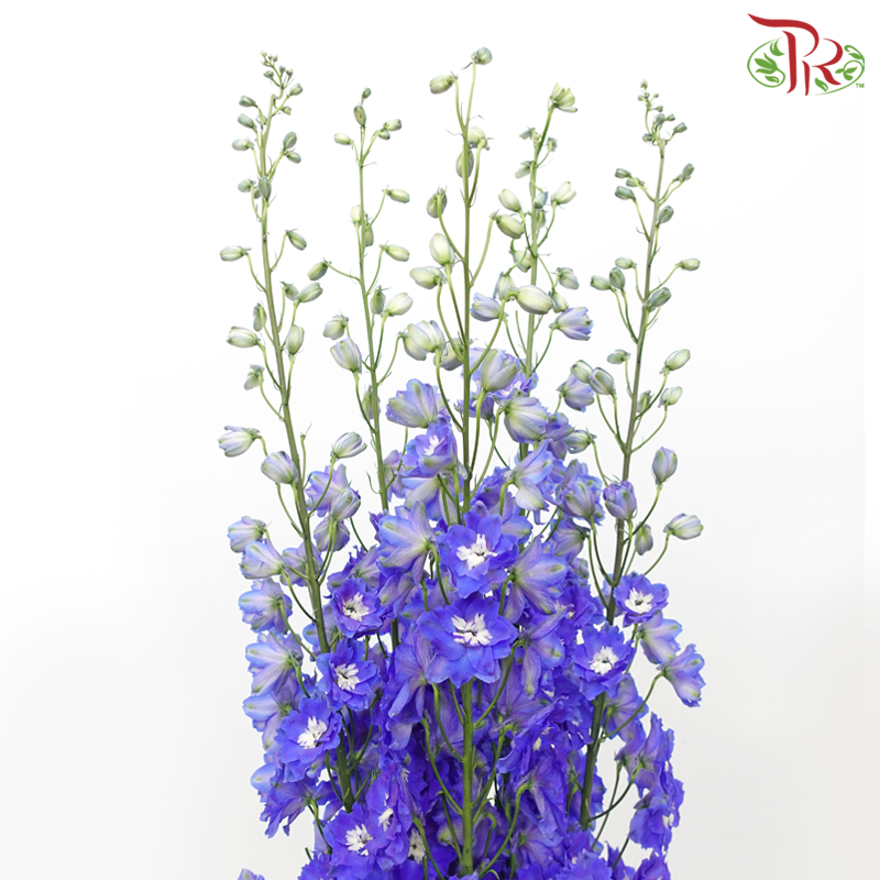 Delphinium Belladonna Dark Blue (5 Stems)-Blue-China-prflorist.com.my