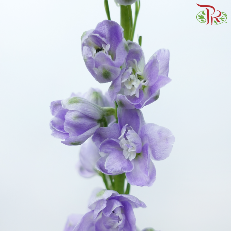 Delphinium Belladonna - Light Purple (5 Stems)-Light Purple-China-prflorist.com.my