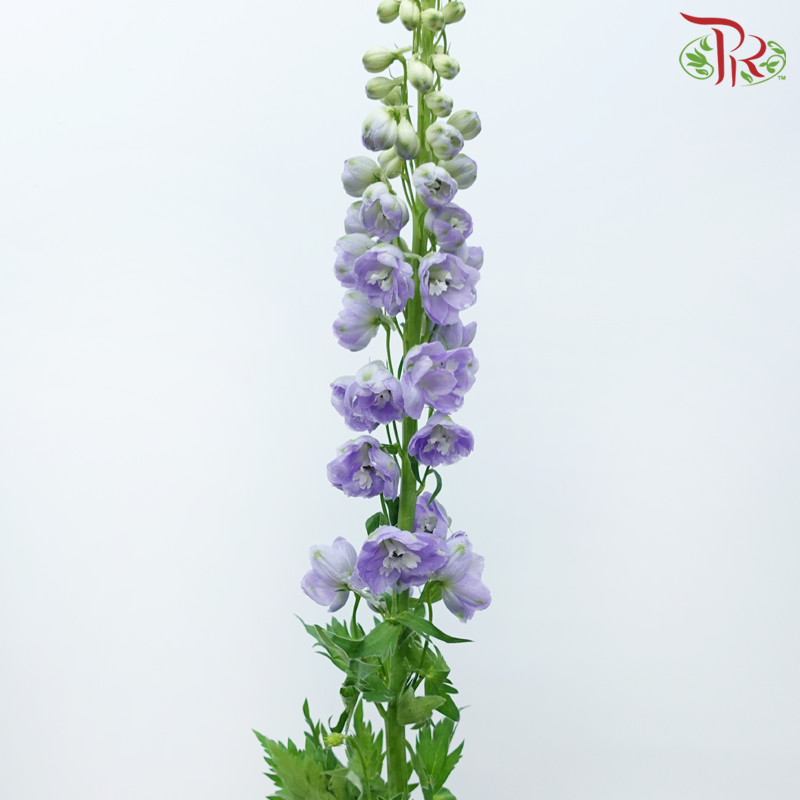 Delphinium Belladonna - Light Purple (5 Stems)-Light Purple-China-prflorist.com.my