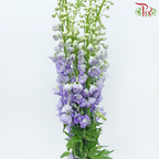 Delphinium Belladonna - Light Purple (5 Stems)-Light Purple-China-prflorist.com.my