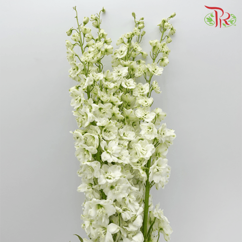 Delphinium Belladonna - White (5 Stems)-White-China-prflorist.com.my