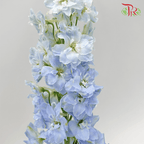 Delphinium Giant (100-120cm) - Blue (5 Stems)-Blue-Kenya-prflorist.com.my
