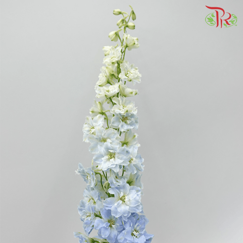 Delphinium Giant (100-120cm) - Blue (5 Stems)-Blue-Kenya-prflorist.com.my