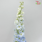 Delphinium Giant (100-120cm) - Blue (5 Stems)-Blue-Kenya-prflorist.com.my