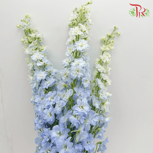 Delphinium Giant (100-120cm) - Blue (5 Stems)-Blue-Kenya-prflorist.com.my