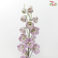 Delphinium Giant (100-120cm) - Lilac (5 Stems)-Lilac-Kenya-prflorist.com.my
