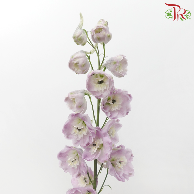 Delphinium Giant (100-120cm) - Lilac (5 Stems)-Lilac-Kenya-prflorist.com.my